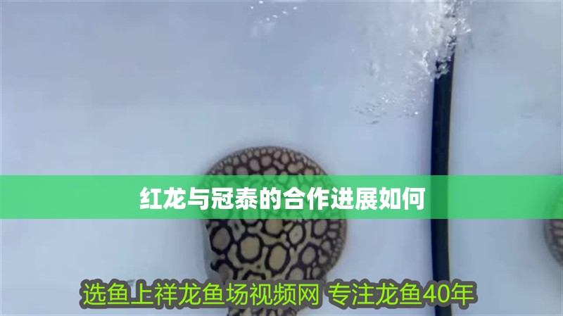 紅龍與冠泰的合作進(jìn)展如何 紅龍與冠泰的合作進(jìn)展如何 龍魚百科