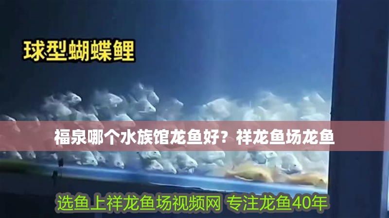 我的虎魚真菌感染了要怎么處理 福泉哪個水族館龍魚好?祥龍魚場龍魚 龍魚百科 福泉哪個水族館龍魚好?祥龍魚場龍魚 福泉哪個水族館龍魚好?祥龍魚場龍魚 龍魚百科