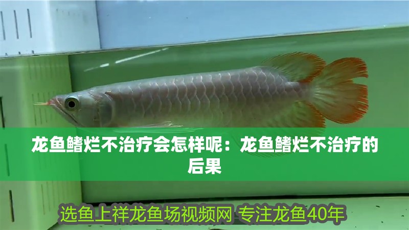 龍魚鰭爛不治療會怎樣呢：龍魚鰭爛不治療的后果