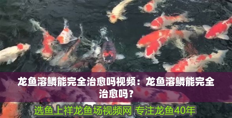 龍魚溶鱗能完全治愈嗎視頻：龍魚溶鱗能完全治愈嗎？ 龍魚溶鱗能完全治愈嗎視頻：龍魚溶鱗能完全治愈嗎？ 水族問答