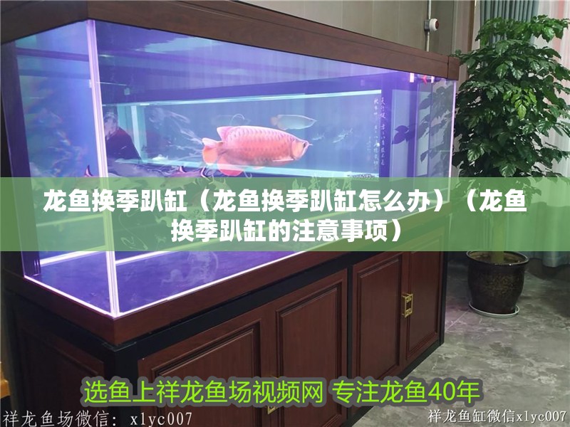 龍魚干蝦有營養嗎 龍魚換季趴缸(龍魚換季趴缸怎么辦)(龍魚換季趴缸的注意事項) 觀賞魚百科 龍魚換季趴缸(龍魚換季趴缸怎么辦)(龍魚換季趴缸的注意事項) 龍魚換季趴缸(龍魚換季趴缸怎么辦)(龍魚換季趴缸的注意事項) 觀賞魚百科