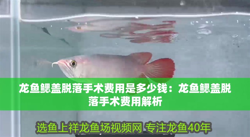 龍魚鰓蓋脫落手術費用是多少錢：龍魚鰓蓋脫落手術費用解析