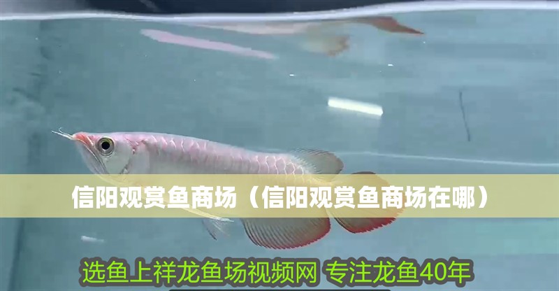 信陽觀賞魚商場（信陽觀賞魚商場在哪） 信陽觀賞魚商場（信陽觀賞魚商場在哪） 觀賞魚百科