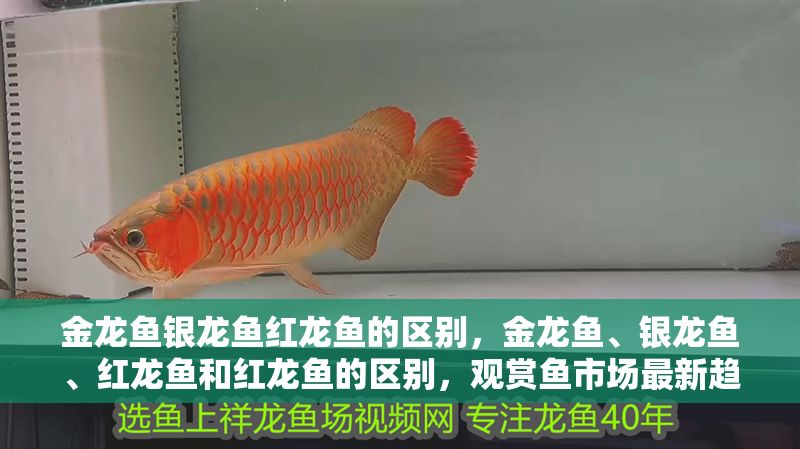 金龍魚銀龍魚紅龍魚的區別，金龍魚、銀龍魚、紅龍魚和紅龍魚的區別，觀賞魚市場最新趨勢