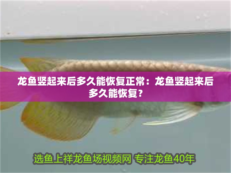 龍魚豎起來后多久能恢復正常：龍魚豎起來后多久能恢復？