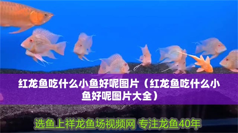 紅龍魚吃什么小魚好呢圖片（紅龍魚吃什么小魚好呢圖片大全）