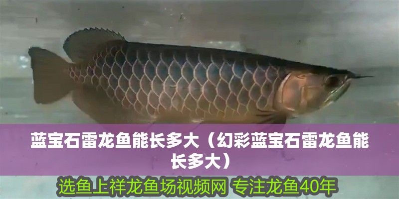 魚缸過(guò)濾器選購(gòu)指南:自制魚缸過(guò)濾器魚缸上置過(guò)濾器對(duì)于養(yǎng)魚愛好者的必備知識(shí) 藍(lán)寶石雷龍魚能長(zhǎng)多大(幻彩藍(lán)寶石雷龍魚能長(zhǎng)多大) 觀賞魚百科 藍(lán)寶石雷龍魚能長(zhǎng)多大(幻彩藍(lán)寶石雷龍魚能長(zhǎng)多大) 藍(lán)寶石雷龍魚能長(zhǎng)多大(幻彩藍(lán)寶石雷龍魚能長(zhǎng)多大) 觀賞魚百科