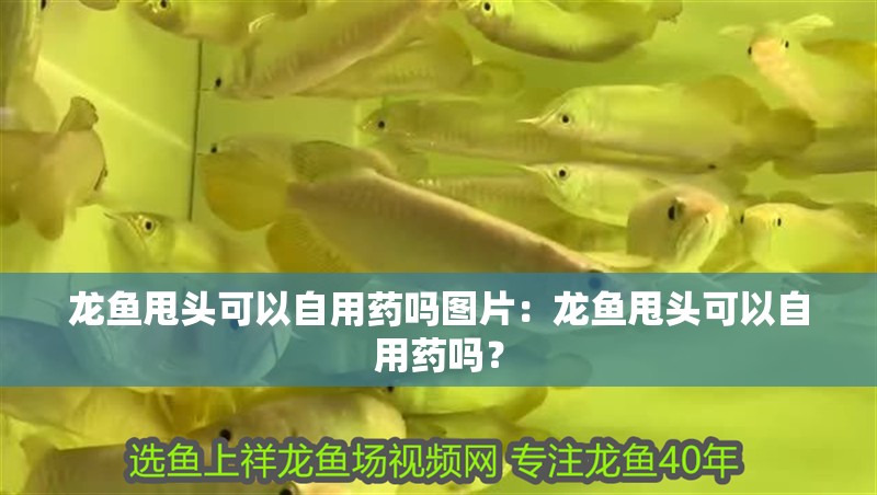 龍魚(yú)甩頭可以自用藥嗎圖片：龍魚(yú)甩頭可以自用藥嗎？