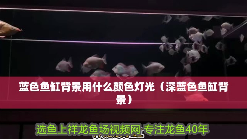 藍色魚缸背景用什么顏色燈光（深藍色魚缸背景）