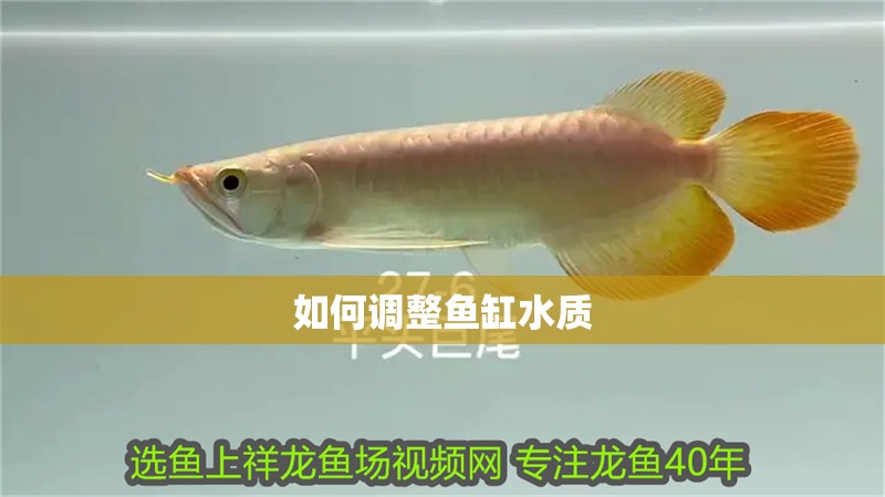 如何調(diào)整魚缸水質(zhì)