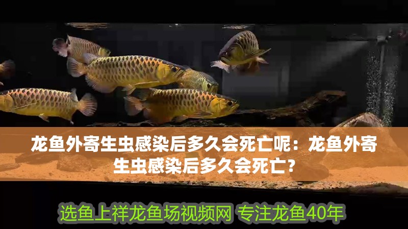 魚缸過濾器選購指南:自制魚缸過濾器魚缸上置過濾器對于養魚愛好者的必備知識 龍魚外寄生蟲感染后多久會死亡呢:龍魚外寄生蟲感染后多久會死亡? 水族問答 龍魚外寄生蟲感染后多久會死亡呢:龍魚外寄生蟲感染后多久會死亡? 龍魚外寄生蟲感染后多久會死亡呢:龍魚外寄生蟲感染后多久會死亡? 水族問答