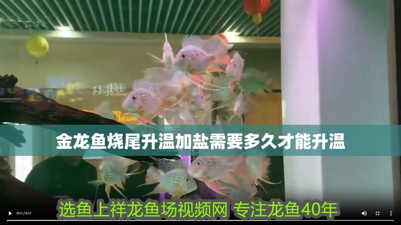 金龍魚燒尾升溫加鹽需要多久才能升溫 金龍魚燒尾升溫加鹽需要多久才能升溫 龍魚百科 第2張