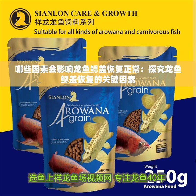 哪些因素會影響龍魚鰓蓋恢復正常：探究龍魚鰓蓋恢復的關鍵因素