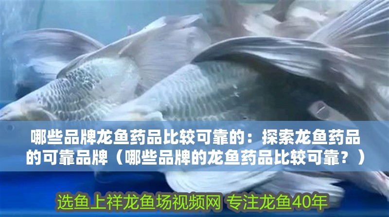 哪些品牌龍魚藥品比較可靠的：探索龍魚藥品的可靠品牌（哪些品牌的龍魚藥品比較可靠？）