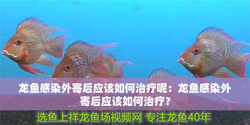 龍魚感染外寄后應該如何治療呢：龍魚感染外寄后應該如何治療？