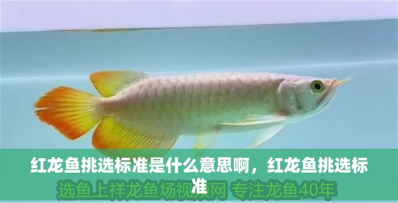 紅龍魚挑選標準是什么意思啊，紅龍魚挑選標準