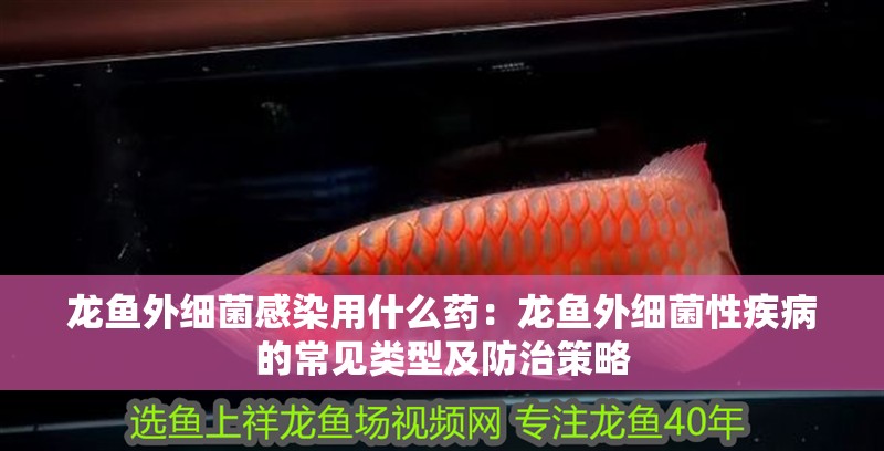 龍魚外細菌感染用什么藥：龍魚外細菌性疾病的常見類型及防治策略