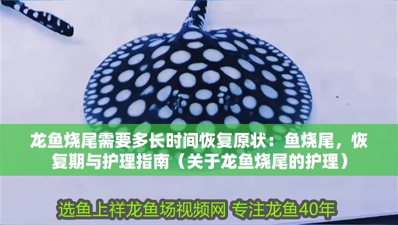 龍魚燒尾需要多長時間恢復原狀：魚燒尾，恢復期與護理指南（關于龍魚燒尾的護理） 龍魚燒尾需要多長時間恢復原狀：魚燒尾，恢復期與護理指南（關于龍魚燒尾的護理） 水族問答