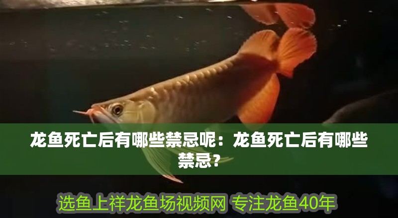 龍魚死亡后有哪些禁忌呢：龍魚死亡后有哪些禁忌？