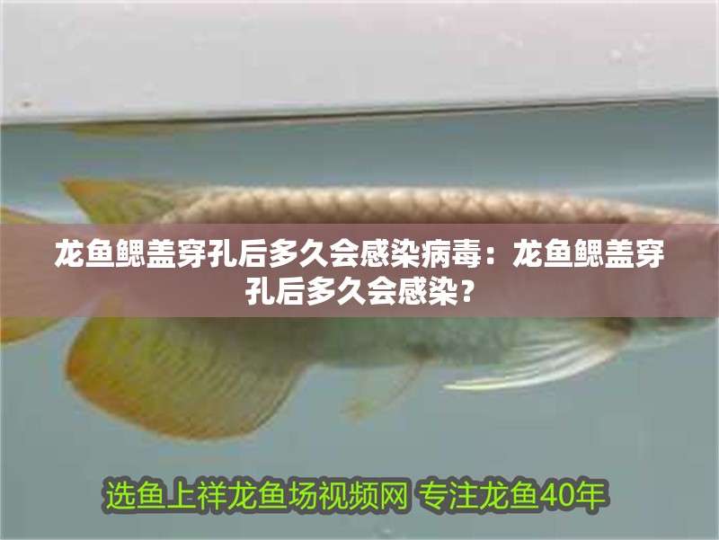 龍魚鰓蓋穿孔后多久會感染病毒：龍魚鰓蓋穿孔后多久會感染？