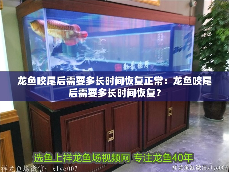 龍魚咬尾后需要多長時間恢復正常：龍魚咬尾后需要多長時間恢復？
