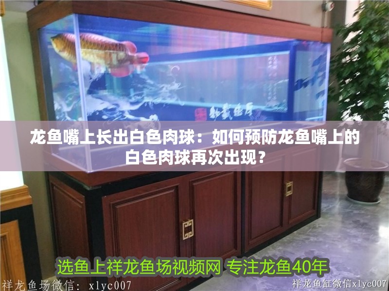 龍魚嘴上長出白色肉球：如何預防龍魚嘴上的白色肉球再次出現？ 龍魚嘴上長出白色肉球：如何預防龍魚嘴上的白色肉球再次出現？ 水族問答