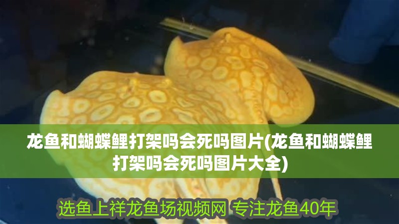 龍魚和蝴蝶鯉打架嗎會死嗎圖片(龍魚和蝴蝶鯉打架嗎會死嗎圖片大全)