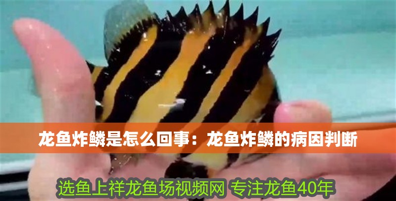 龍魚炸鱗是怎么回事：龍魚炸鱗的病因判斷