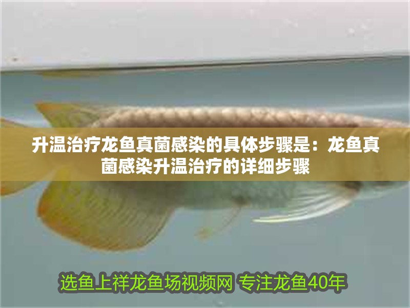 升溫治療龍魚(yú)真菌感染的具體步驟是：龍魚(yú)真菌感染升溫治療的詳細(xì)步驟
