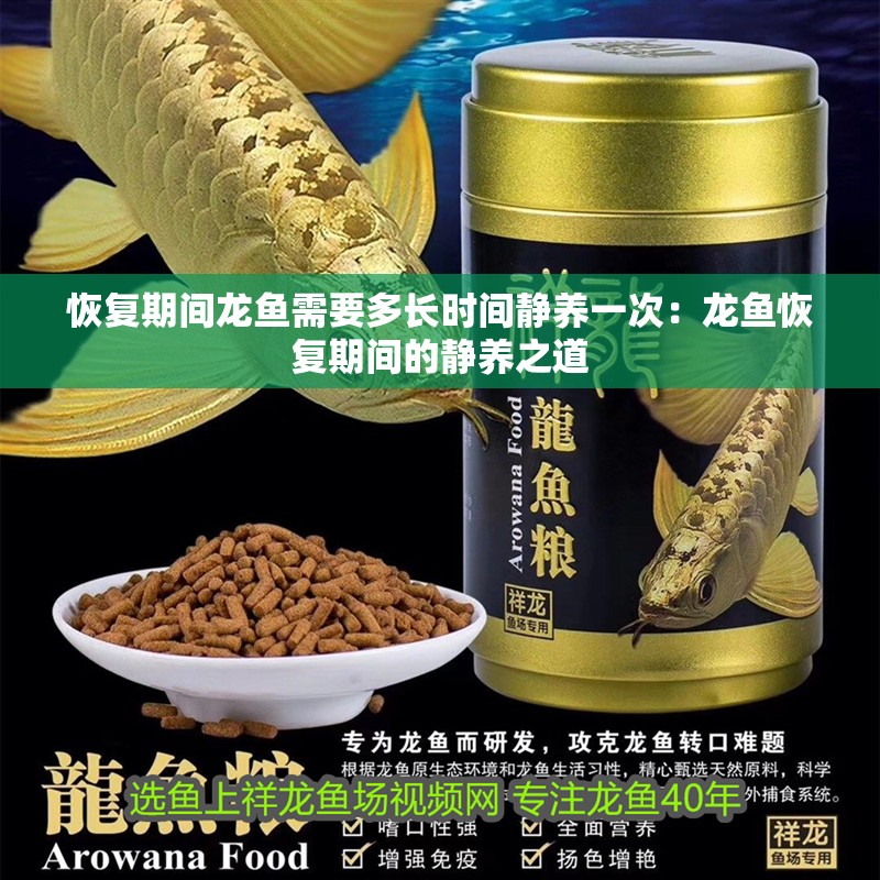 恢復期間龍魚需要多長時間靜養一次：龍魚恢復期間的靜養之道