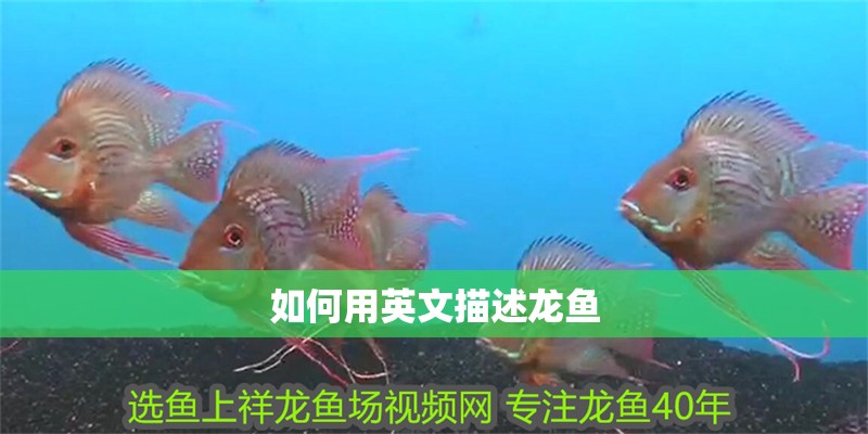 如何用英文描述龍魚 如何用英文描述龍魚 龍魚百科