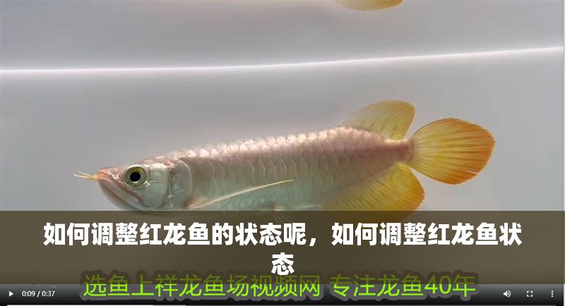 如何調(diào)整紅龍魚的狀態(tài)呢，如何調(diào)整紅龍魚狀態(tài)