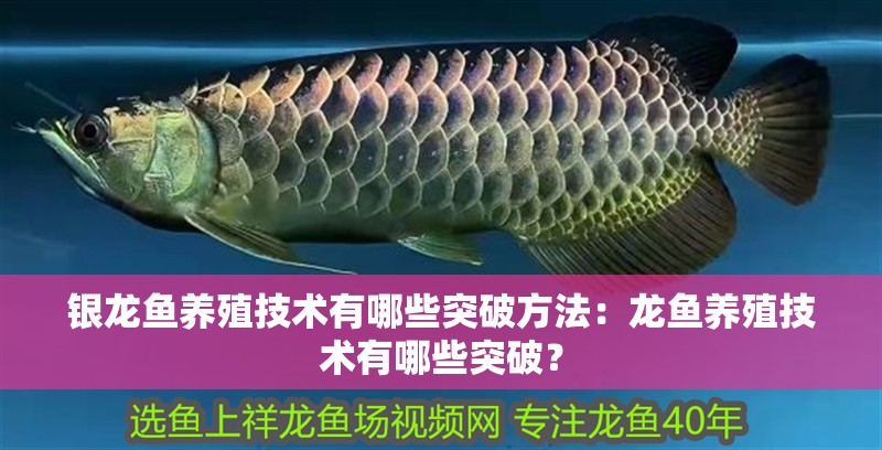 銀龍魚養(yǎng)殖技術(shù)有哪些突破方法：龍魚養(yǎng)殖技術(shù)有哪些突破？