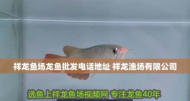 祥龍魚場(chǎng)龍魚批發(fā)電話地址 祥龍漁場(chǎng)有限公司