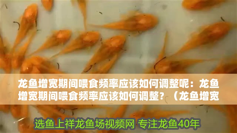 龍魚增寬期間喂食頻率應該如何調整呢：龍魚增寬期間喂食頻率應該如何調整？（龍魚增寬期間喂食頻率調整喂食頻率調整喂食頻率的建議）