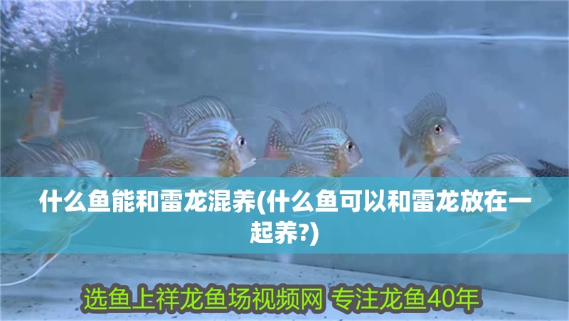 什么魚能和雷龍混養(yǎng)(什么魚可以和雷龍放在一起養(yǎng)?)
