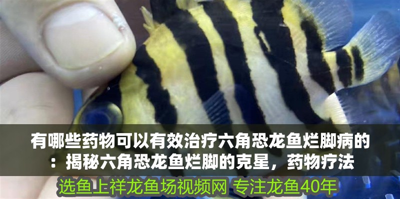 有哪些藥物可以有效治療六角恐龍魚(yú)爛腳病的：揭秘六角恐龍魚(yú)爛腳的克星，藥物療法