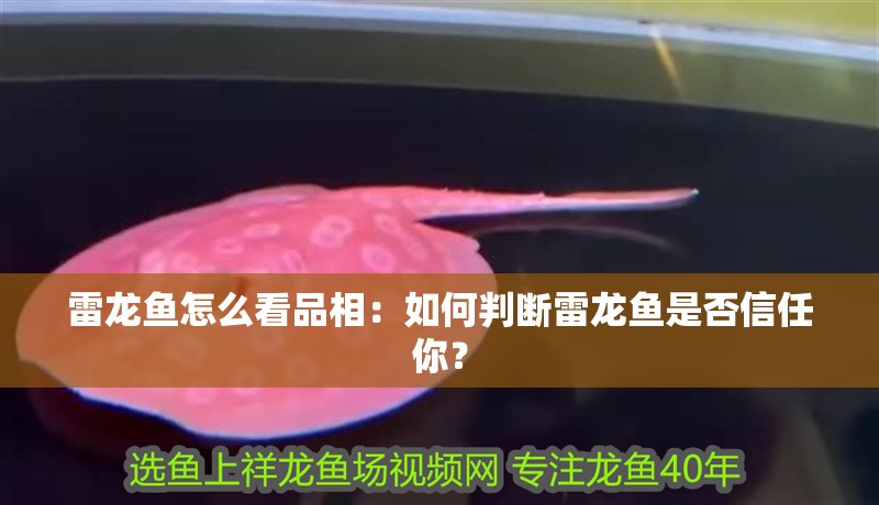 雷龍魚怎么看品相：如何判斷雷龍魚是否信任你？