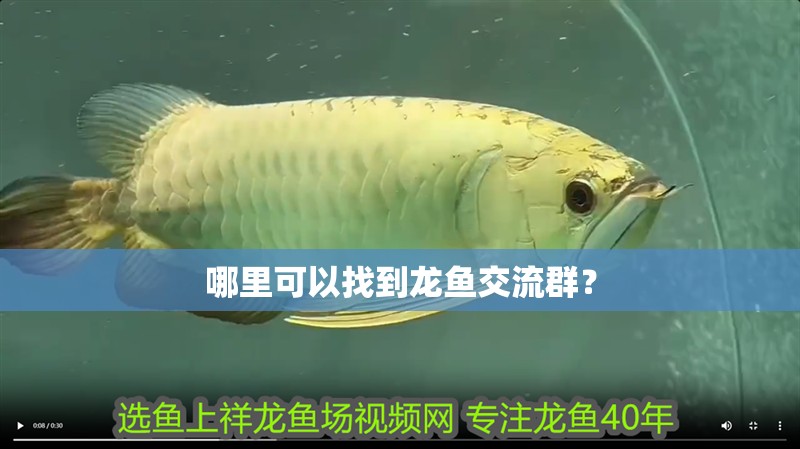 哪里可以找到龍魚(yú)交流群？