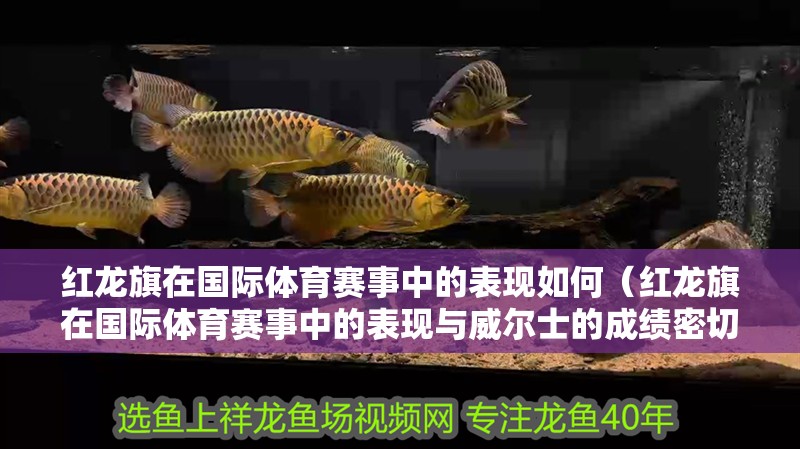 紅龍旗在國際體育賽事中的表現(xiàn)如何（紅龍旗在國際體育賽事中的表現(xiàn)與威爾士的成績密切相關）