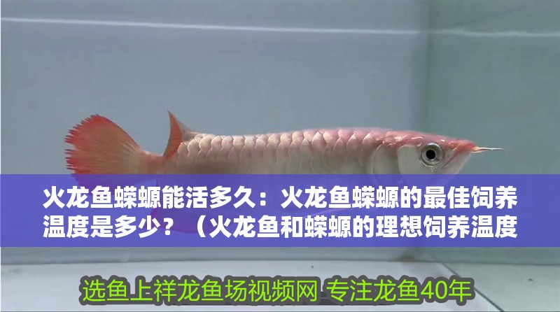 火龍魚蠑螈能活多久：火龍魚蠑螈的最佳飼養溫度是多少？（火龍魚和蠑螈的理想飼養溫度） 火龍魚蠑螈能活多久：火龍魚蠑螈的最佳飼養溫度是多少？（火龍魚和蠑螈的理想飼養溫度） 水族問答