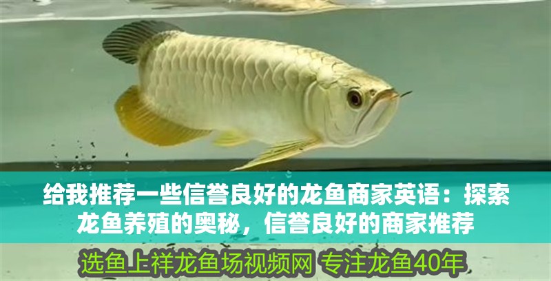 給我推薦一些信譽良好的龍魚商家英語：探索龍魚養殖的奧秘，信譽良好的商家推薦