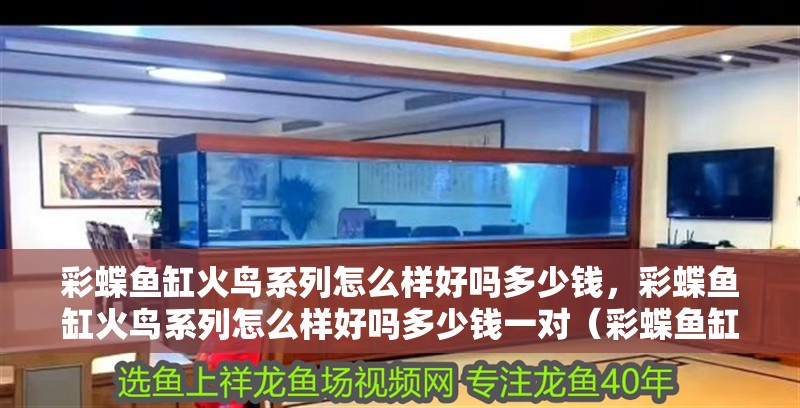 彩蝶魚缸火鳥系列怎么樣好嗎多少錢，彩蝶魚缸火鳥系列怎么樣好嗎多少錢一對（彩蝶魚缸火鳥系列怎么樣）