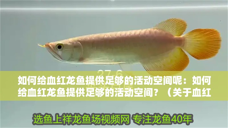 如何給血紅龍魚提供足夠的活動空間呢：如何給血紅龍魚提供足夠的活動空間？（關于血紅龍魚的飼養）