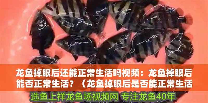 龍魚掉眼后還能正常生活嗎視頻：龍魚掉眼后能否正常生活？（龍魚掉眼后是否能正常生活）