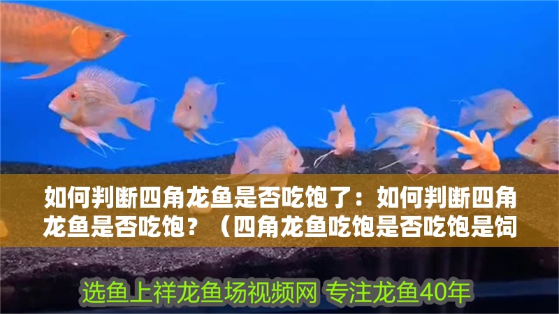 龍魚怕什么 如何判斷四角龍魚是否吃飽了:如何判斷四角龍魚是否吃飽?(四角龍魚吃飽是否吃飽是飼養者關心的) 水族問答 如何判斷四角龍魚是否吃飽了:如何判斷四角龍魚是否吃飽?(四角龍魚吃飽是否吃飽是飼養者關心的) 如何判斷四角龍魚是否吃飽了:如何判斷四角龍魚是否吃飽?(四角龍魚吃飽是否吃飽是飼養者關心的) 水族問答