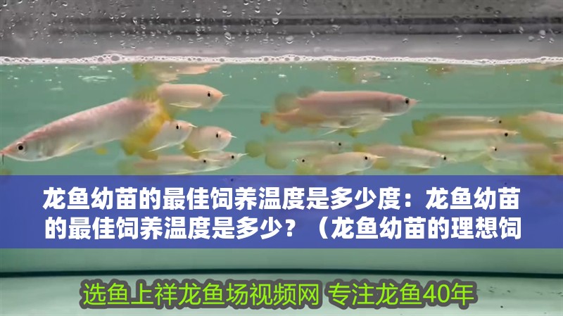 龍魚幼苗的最佳飼養溫度是多少度：龍魚幼苗的最佳飼養溫度是多少？（龍魚幼苗的理想飼養溫度） 龍魚幼苗的最佳飼養溫度是多少度：龍魚幼苗的最佳飼養溫度是多少？（龍魚幼苗的理想飼養溫度） 水族問答