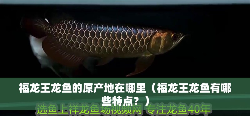 福龍王龍魚的原產地在哪里（福龍王龍魚有哪些特點？）