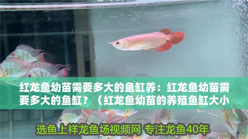 紅龍魚幼苗需要多大的魚缸養：紅龍魚幼苗需要多大的魚缸？（紅龍魚幼苗的養殖魚缸大小）
