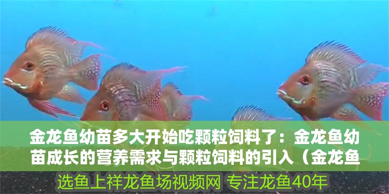 金龍魚幼苗多大開始吃顆粒飼料了：金龍魚幼苗成長的營養需求與顆粒飼料的引入（金龍魚幼苗從多大開始吃顆粒飼料）